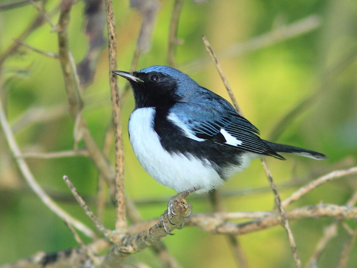 Image d'un mâle de fauvette bleue à gorge noire. Cet oiseau est blanc avec un dos, des ailes et une couronne bleus ; un large périmètre noir couvre le dessous des ailes et le visage de l'oiseau.