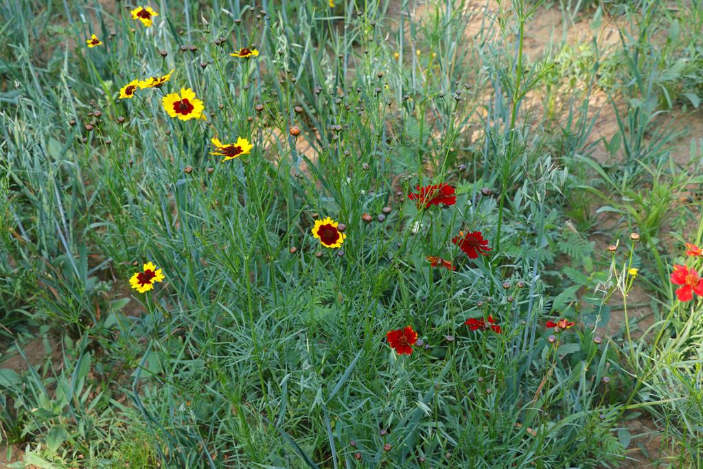 Coreopsis tinctoria et avoine poussant dans le corridor faunique favorable aux cailles.