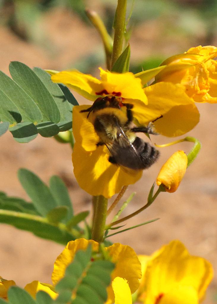 Abeille buvant le nectar d'une fleur jaune