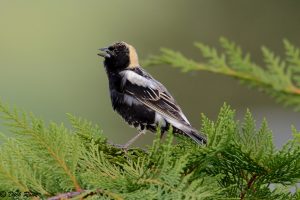 Un bobolink dans un arbre