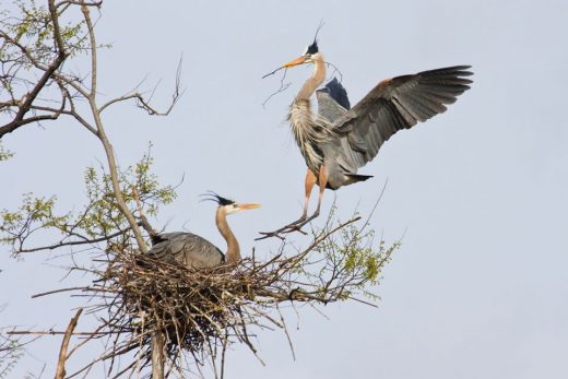 Image de deux grands hérons ; l'un est assis dans un nid construit sur une fourche d'arbre et l'autre tient un bâton dans sa bouche et se pose sur le nid.