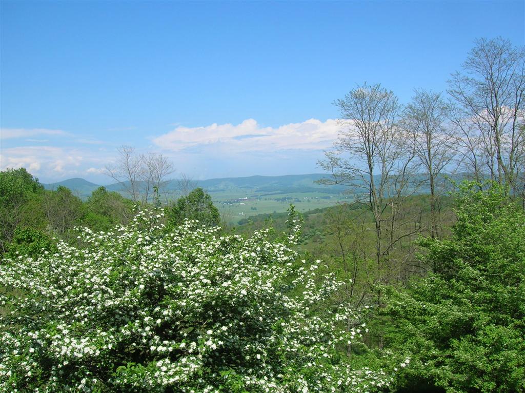 Image d'un jardin de haute altitude avec, au premier plan, un buisson aux fleurs blanches éclatantes surplombant une chaîne de montagnes.