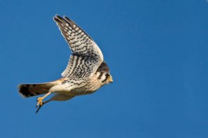 Image d'une crécerelle d'Amérique en vol