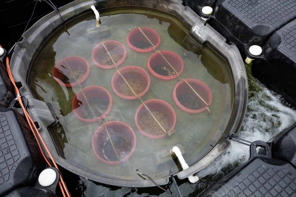 Cliquez pour agrandir l'image