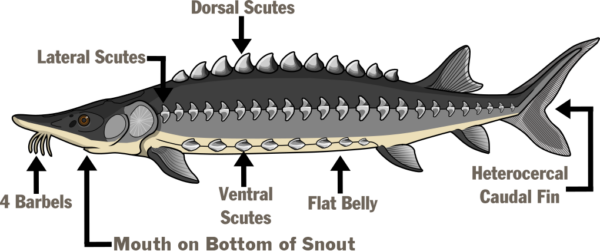 Illustration d'un esturgeon nommant l'anatomie - quatre barbillons, bouche au bas du museau, scutelles ventrales, ventre plat, nageoire caudale hétérocerque, scutelles dorsales, scutelles latérales.