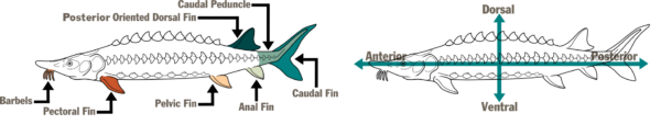 Schéma de deux esturgeons illustrés. La première porte sur les noms des nageoires (Berbels, nageoires pectorales, nageoire pelvienne, nageoire anale, nageoire caudale, pédoncule caudal et nageoire dorsale orientée vers l'arrière). Le second présente les différents noms des zones du poisson avec des flèches verticales et horizontales (dorsale, postérieure, antérieure et ventrale).
