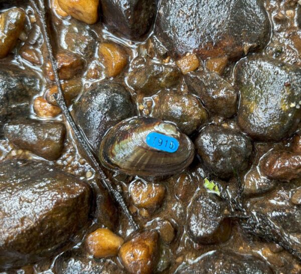 Image de l'algue naine