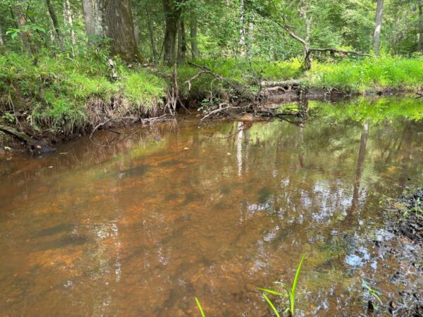 Habitat typique où l'on peut rencontrer l'algue naine.