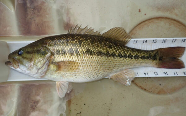 Une image du bar de l'Alabama