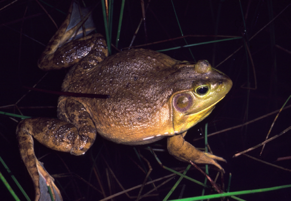 Grenouille dans l'eau