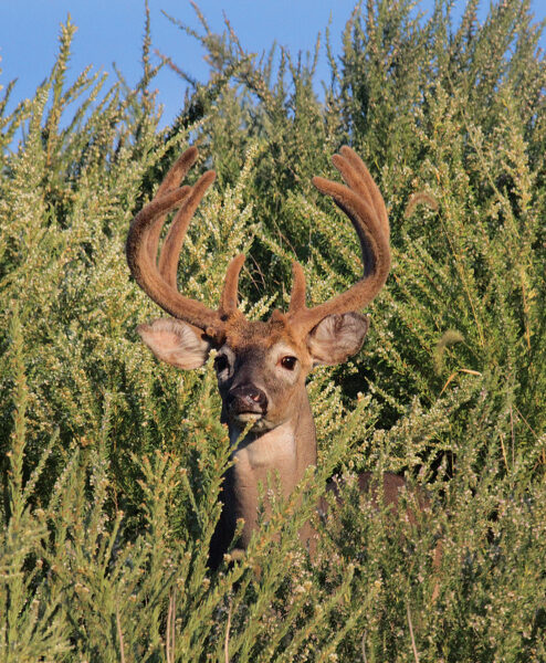Cerf mâle dont les bois en croissance sont recouverts de velours