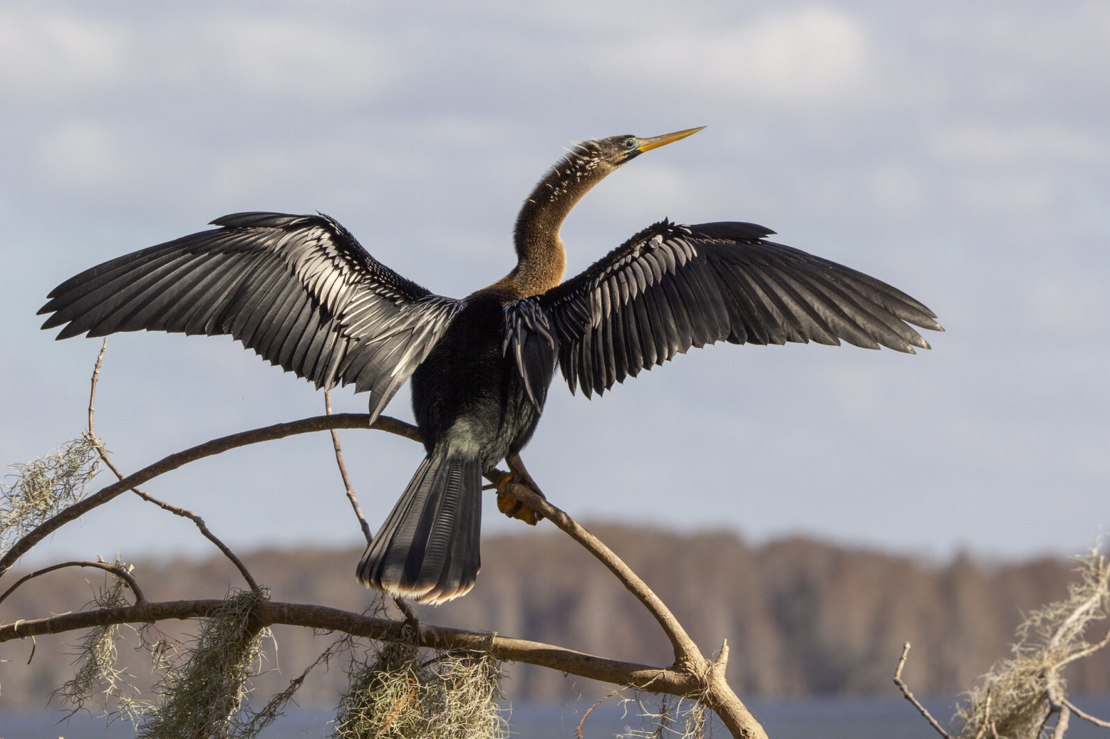 Image d'un anhinga aux ailes déployées