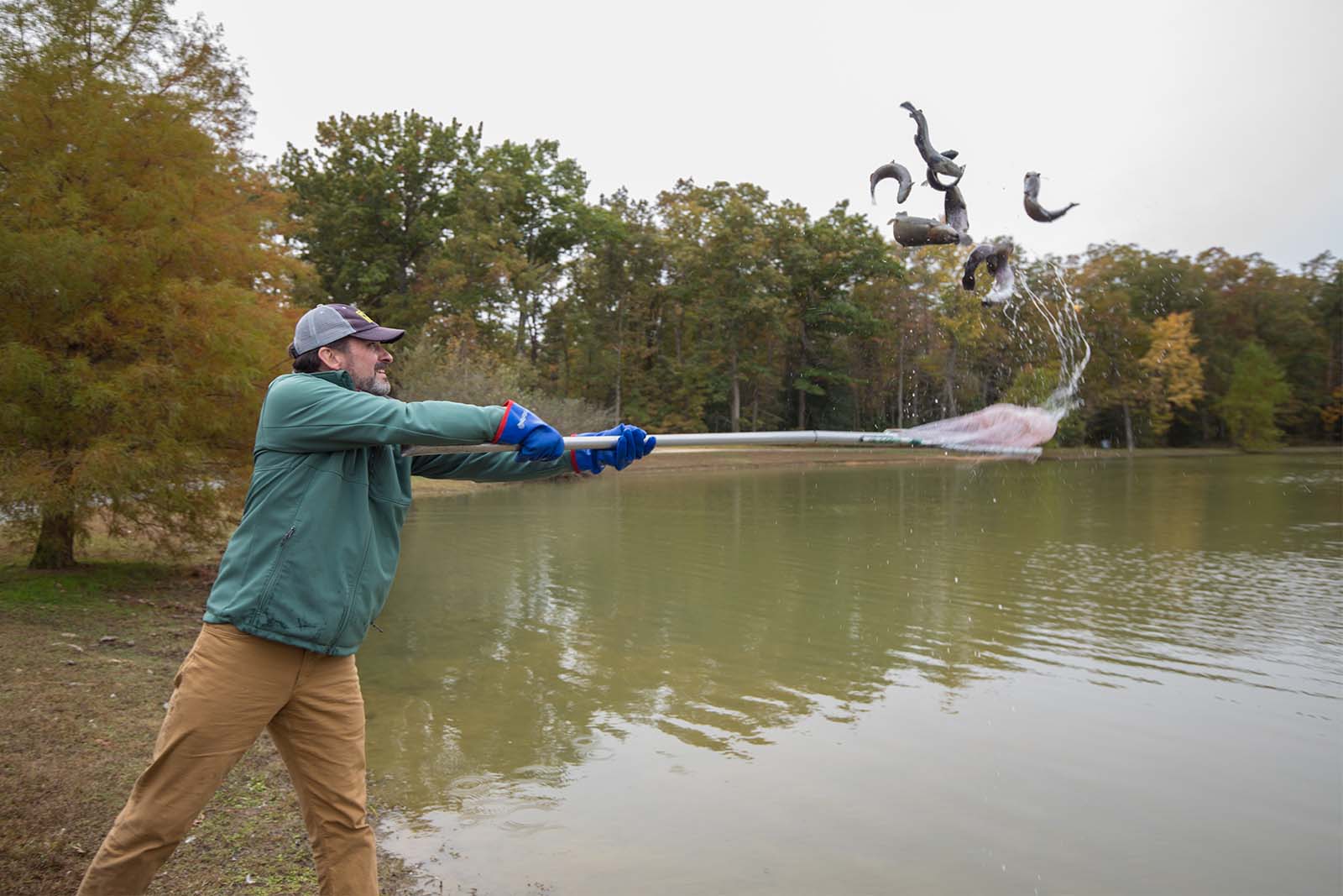 Un fonctionnaire du DWR utilise un filet pour stocker des poissons dans un lac.