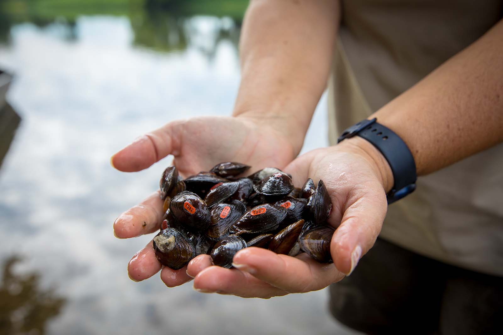 Mains tenant des moules d'eau douce marquées