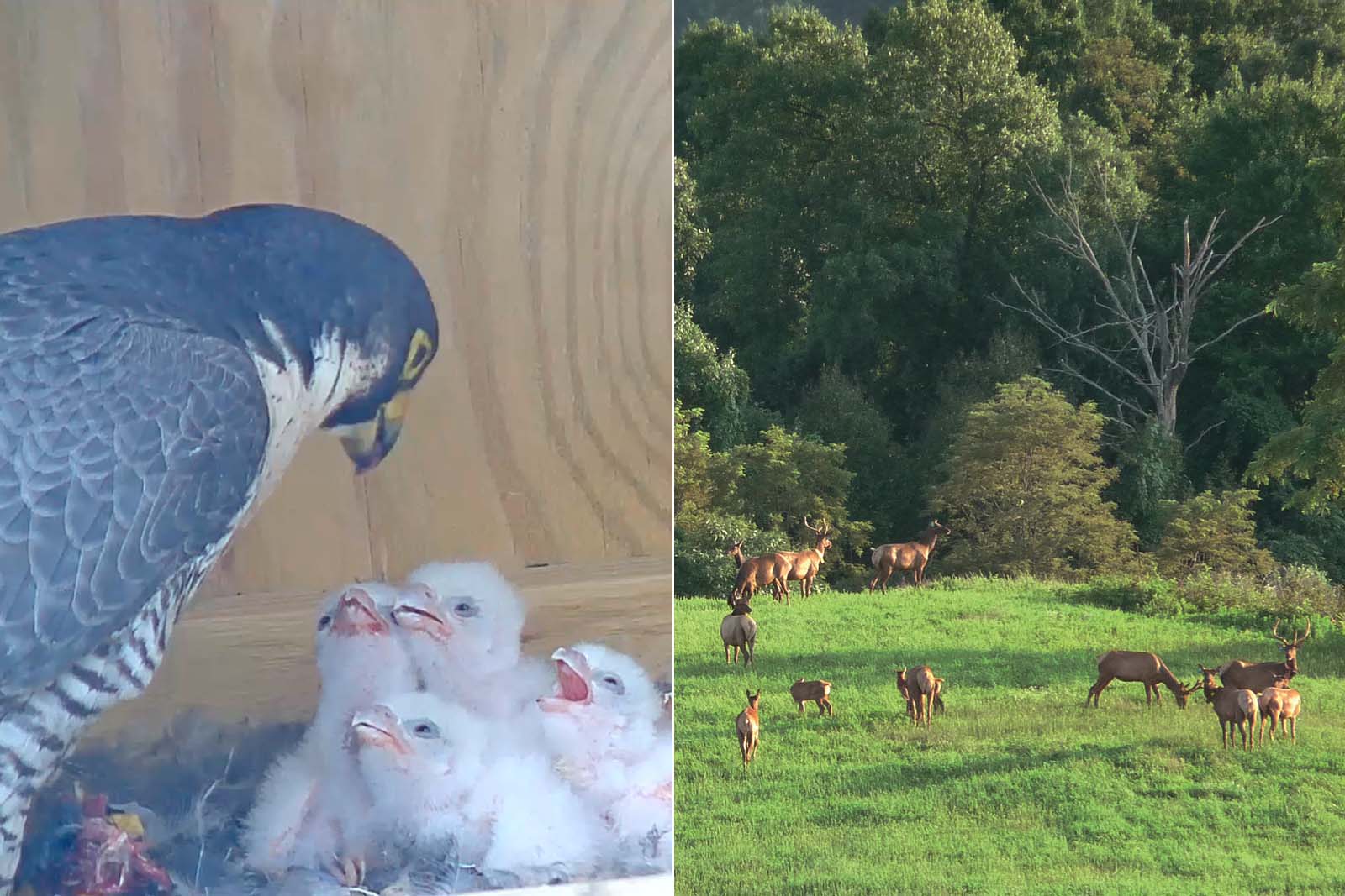 Un faucon nourrit ses petits ; un groupe d'élans dans un champ.
