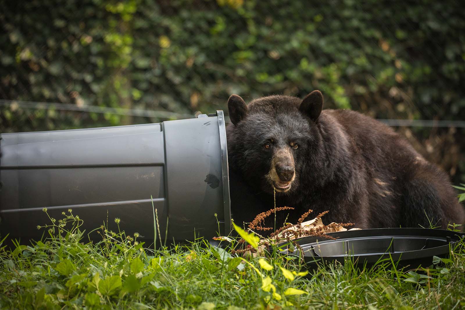 Un ours noir fouillant dans une poubelle