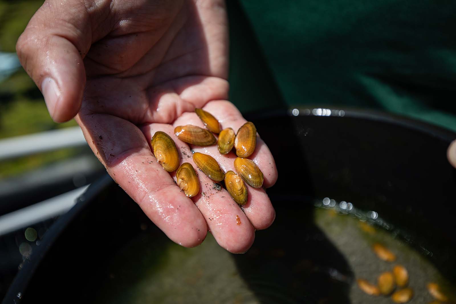 Une main tenant plusieurs moules brunes