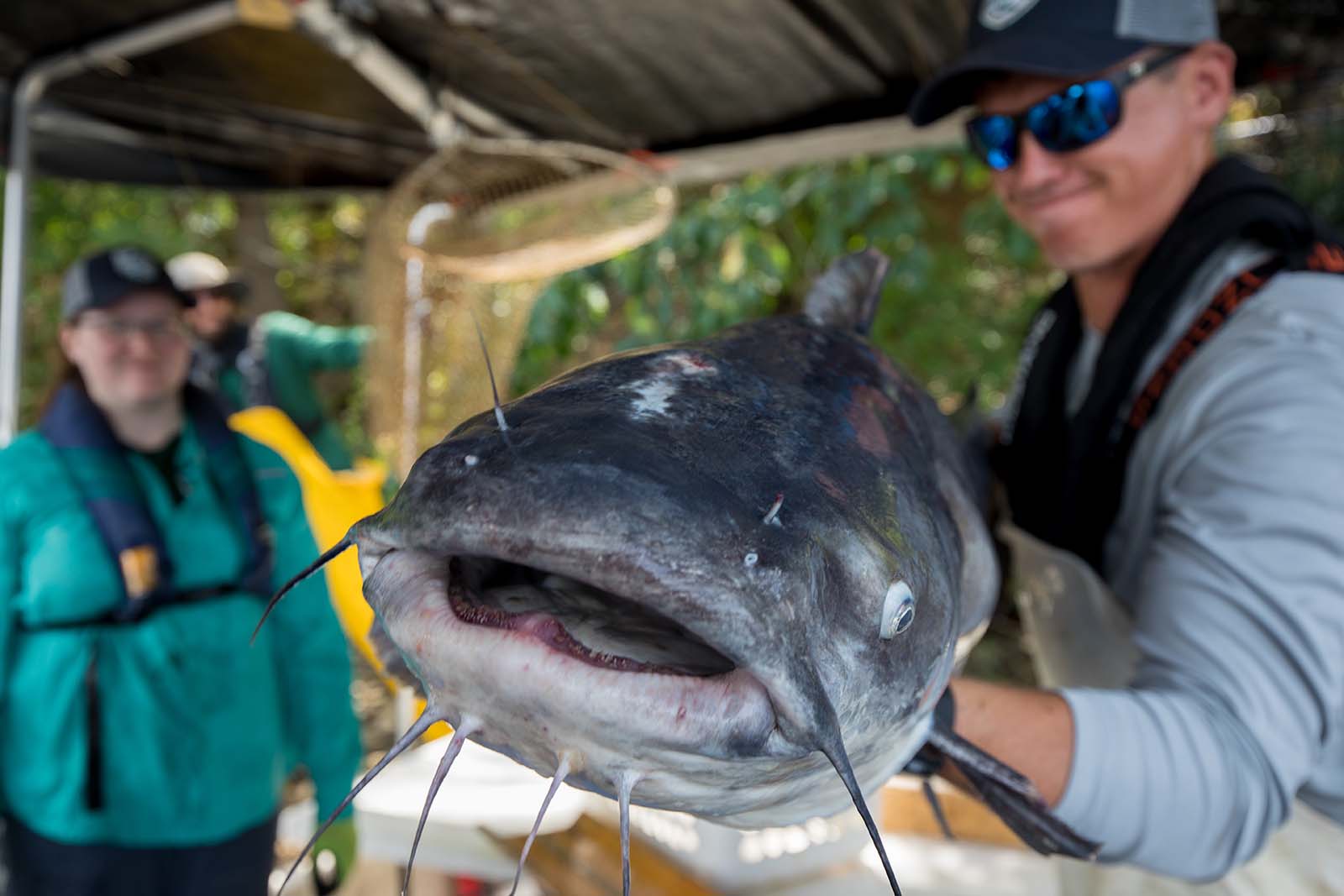 Un biologiste tenant un poisson-chat bleu