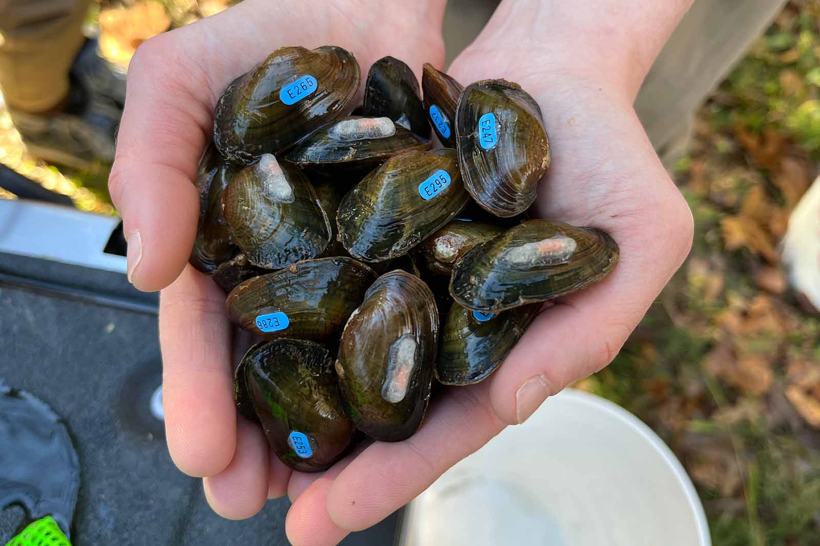 Mains tenant des moules marquées