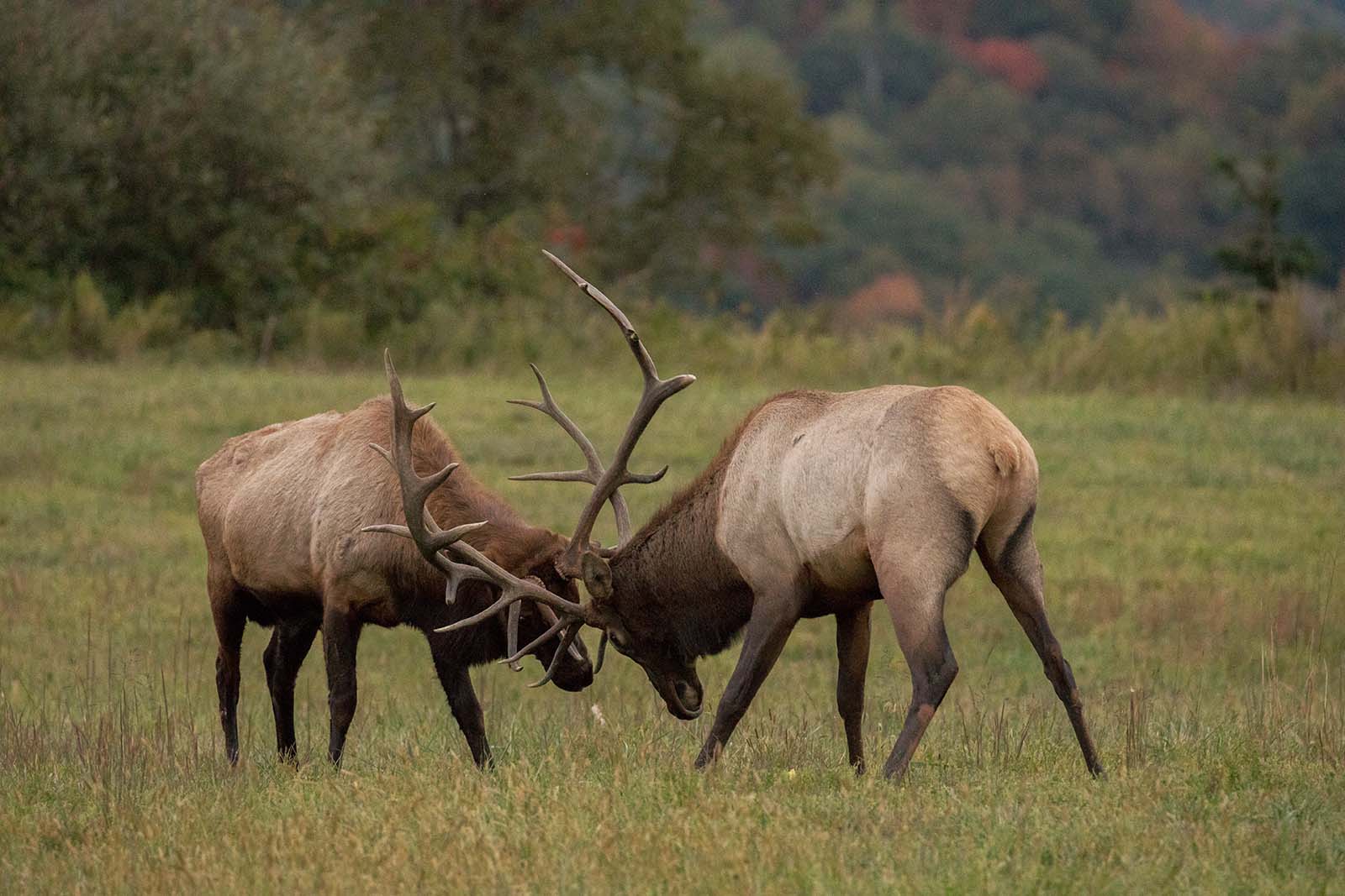 Deux élans mâles dont les bois s'entrechoquent