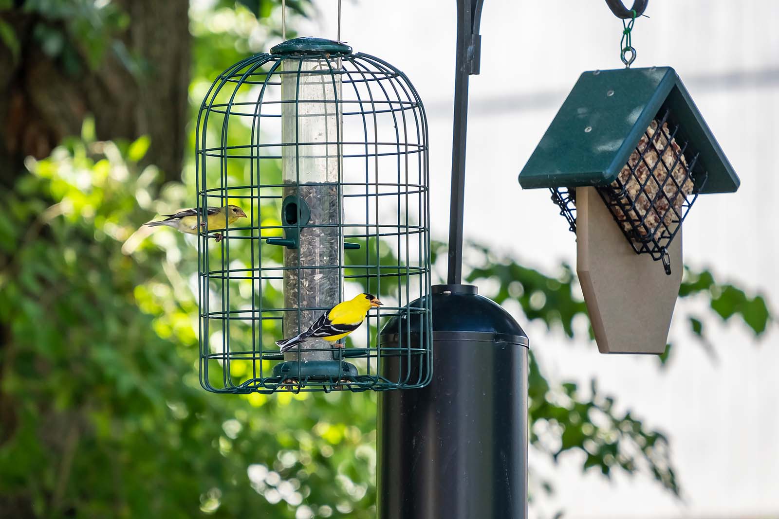 Une mangeoire avec deux oiseaux jaunes et noirs perchés