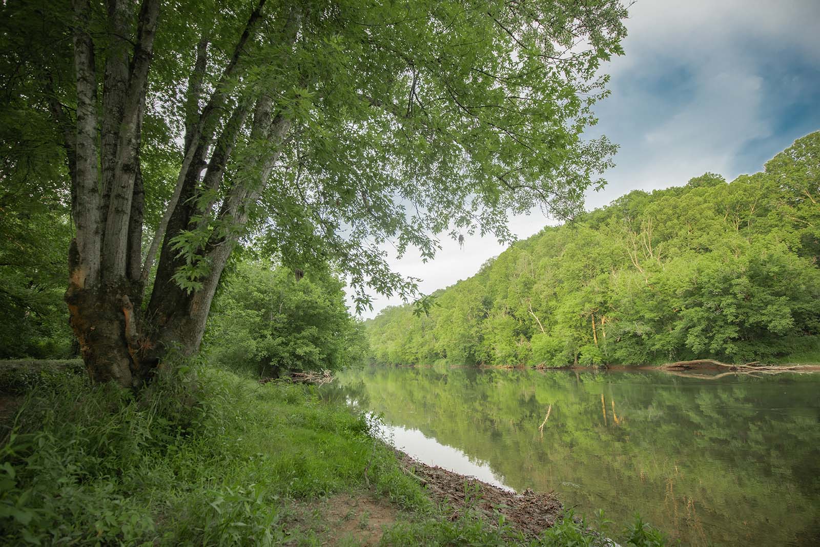 Vue d'une rivière tranquille depuis une rive couverte d'arbres et d'herbe.