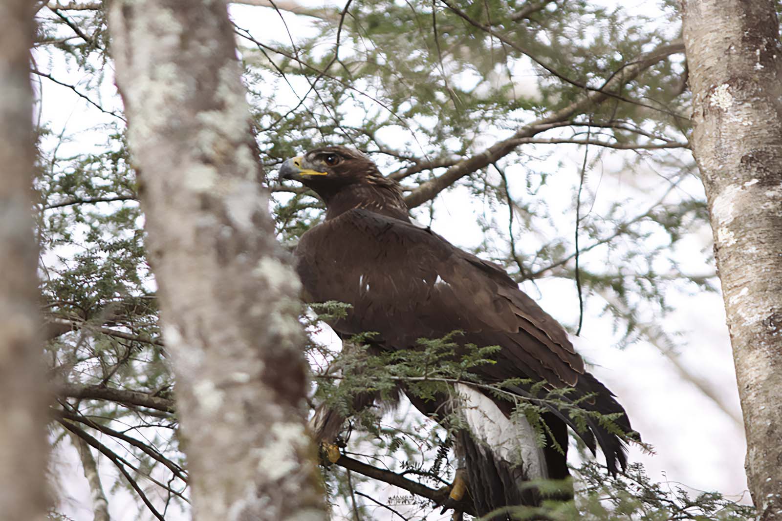 Un aigle royal dans un arbre