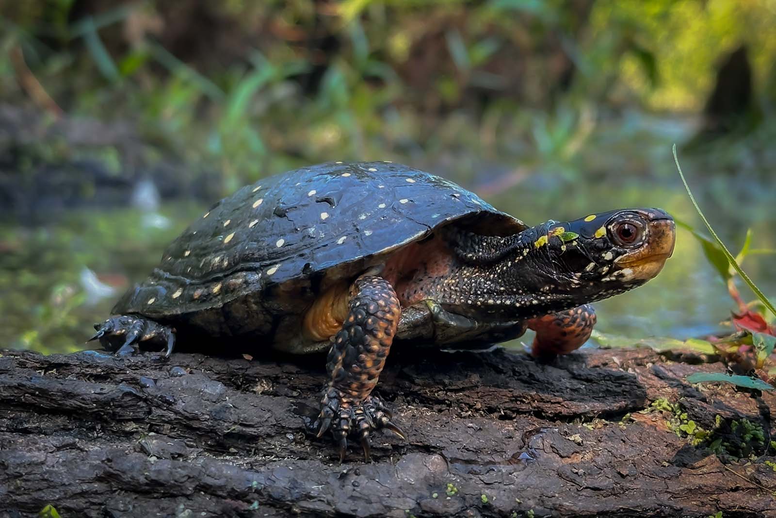 Une tortue sur un rocher
