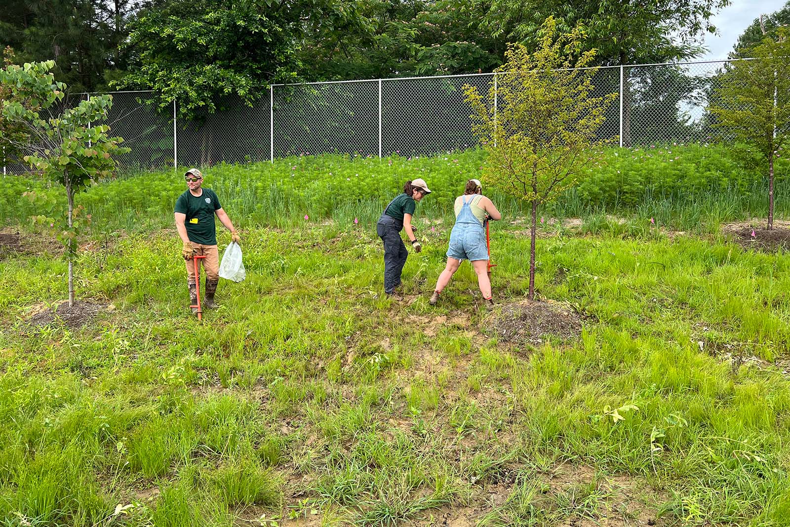 Personnes travaillant dans une zone herbeuse avec de petits arbres