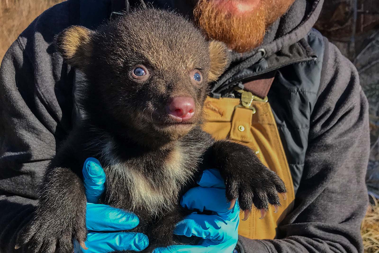 Un biologiste tenant un ourson