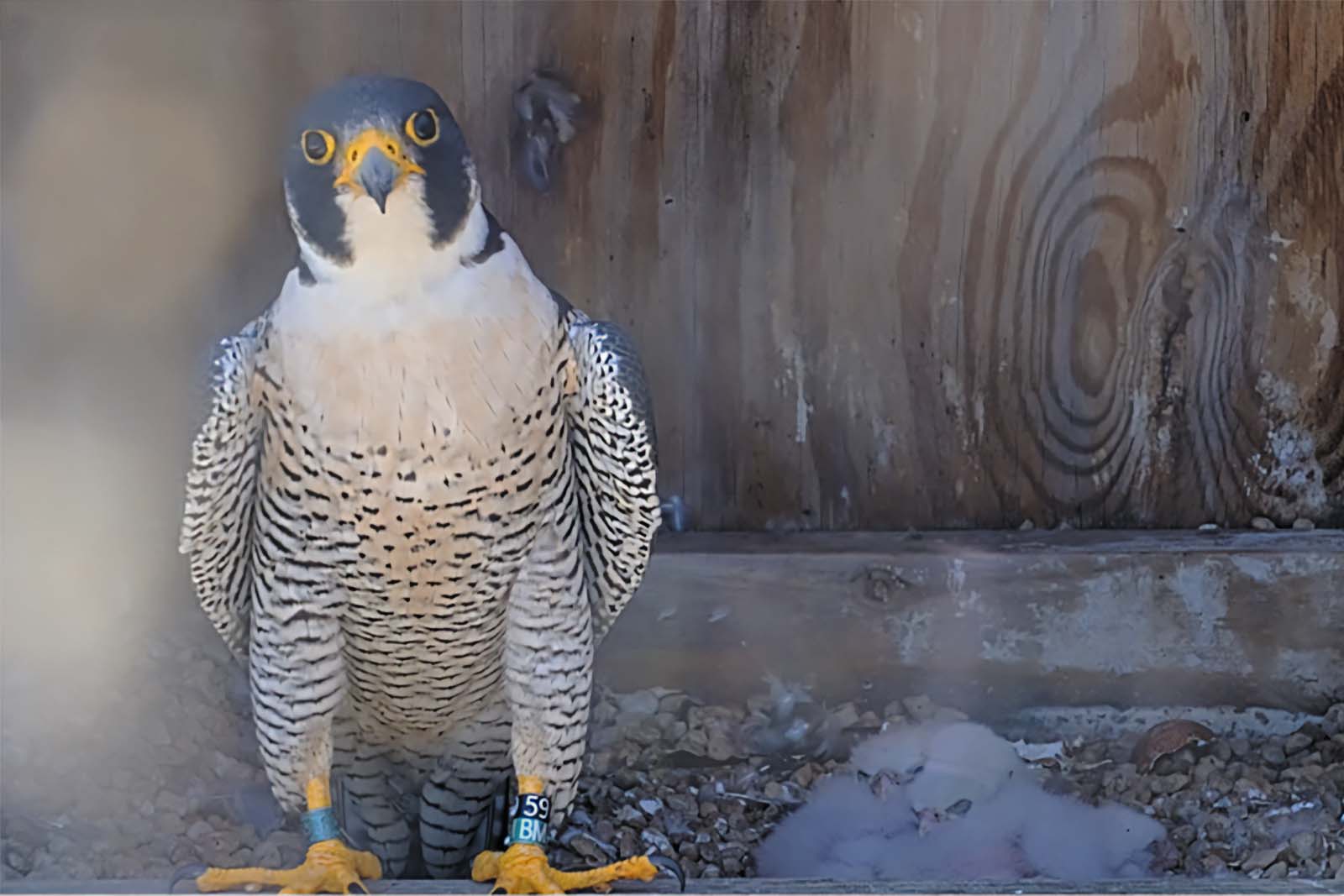 Un faucon pèlerin bagué est assis sur le bord d'un nichoir.
