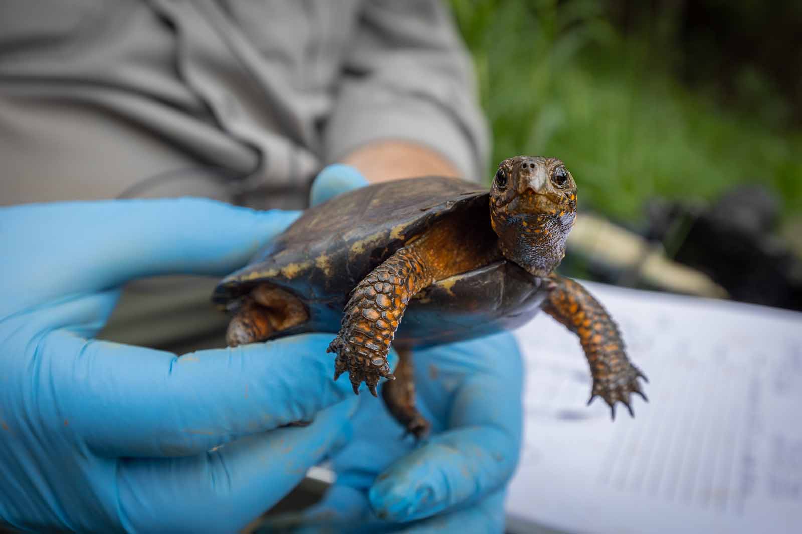 Améliorer les connaissances sur la répartition des tortues des marais