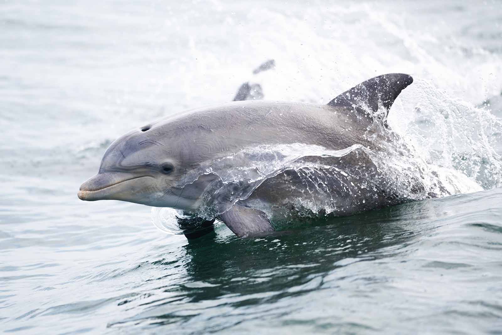 Élaboration de plans de conservation des tortues de mer et des mammifères marins