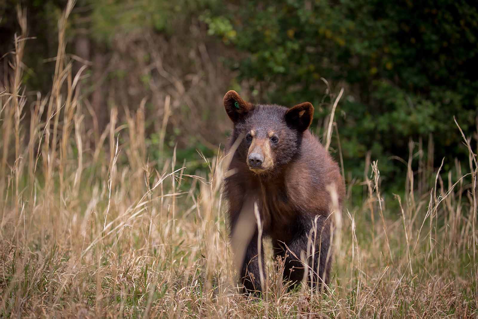 Adoption du premier plan de gestion du gibier d'ours