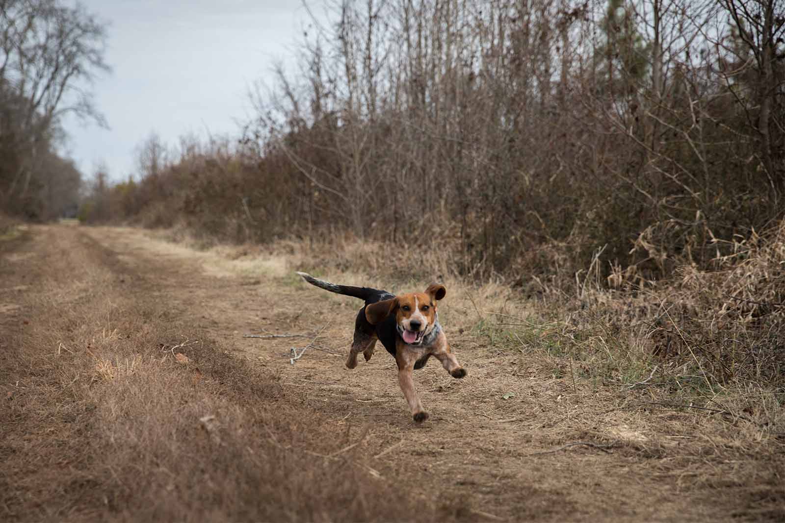 Chasse au chien courant Application de la loi