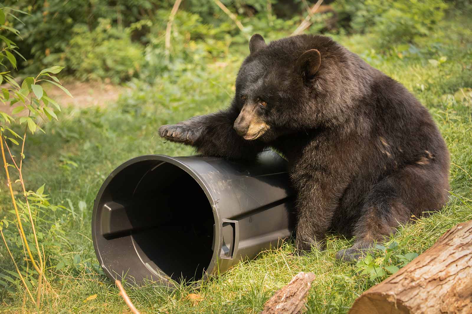 Embauche d'un spécialiste des conflits entre l'homme et la faune sauvage