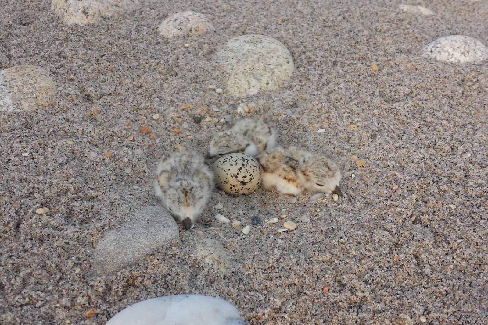 Place au pluvier siffleur