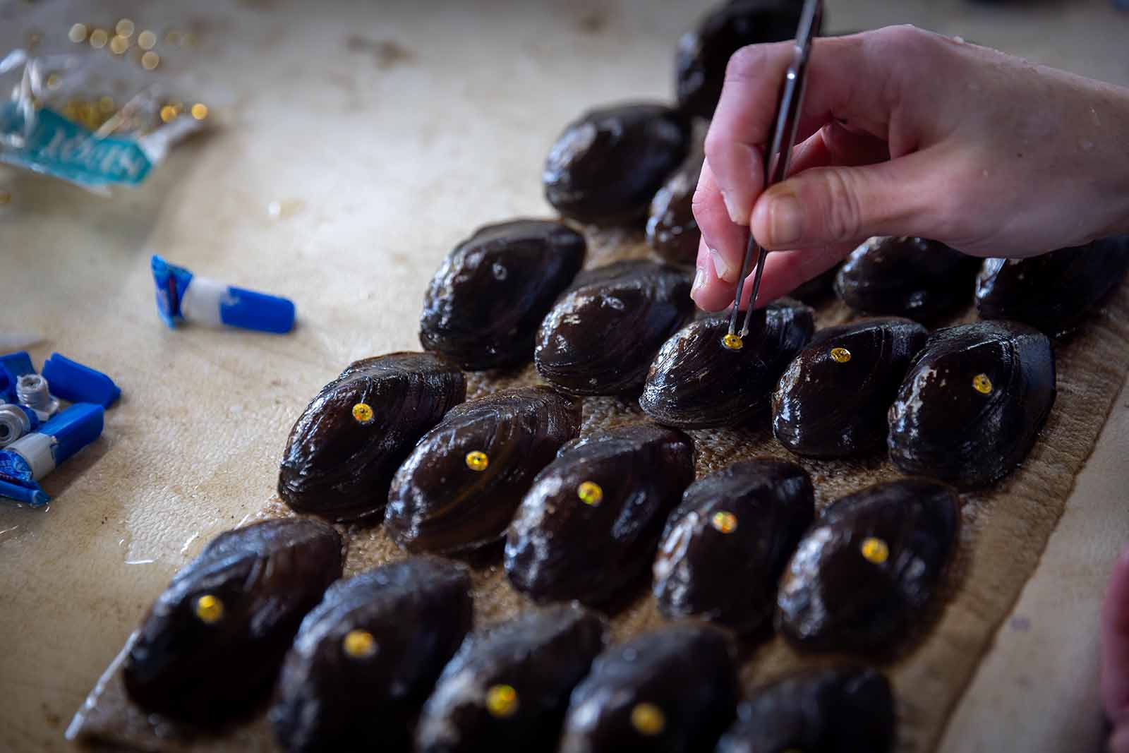 Propagation et relâchement des moules