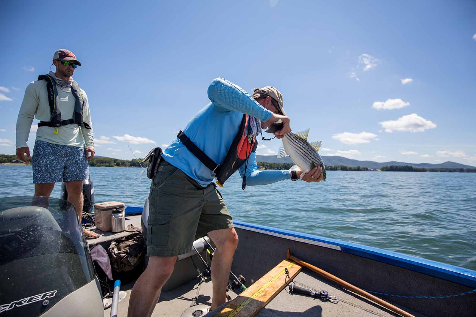Recherche sur la mortalité du bar rayé