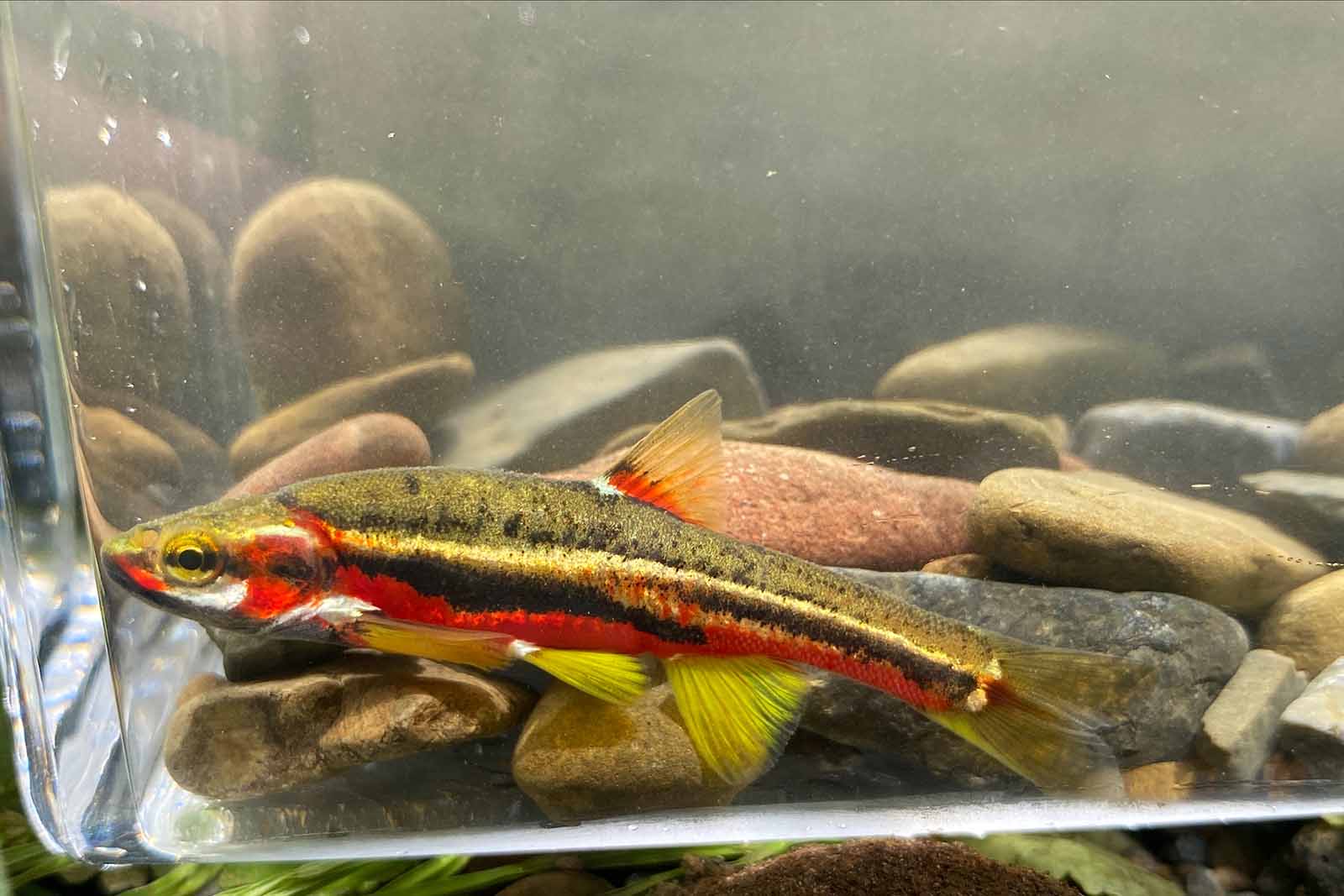 Naseux du Tennessee trouvé