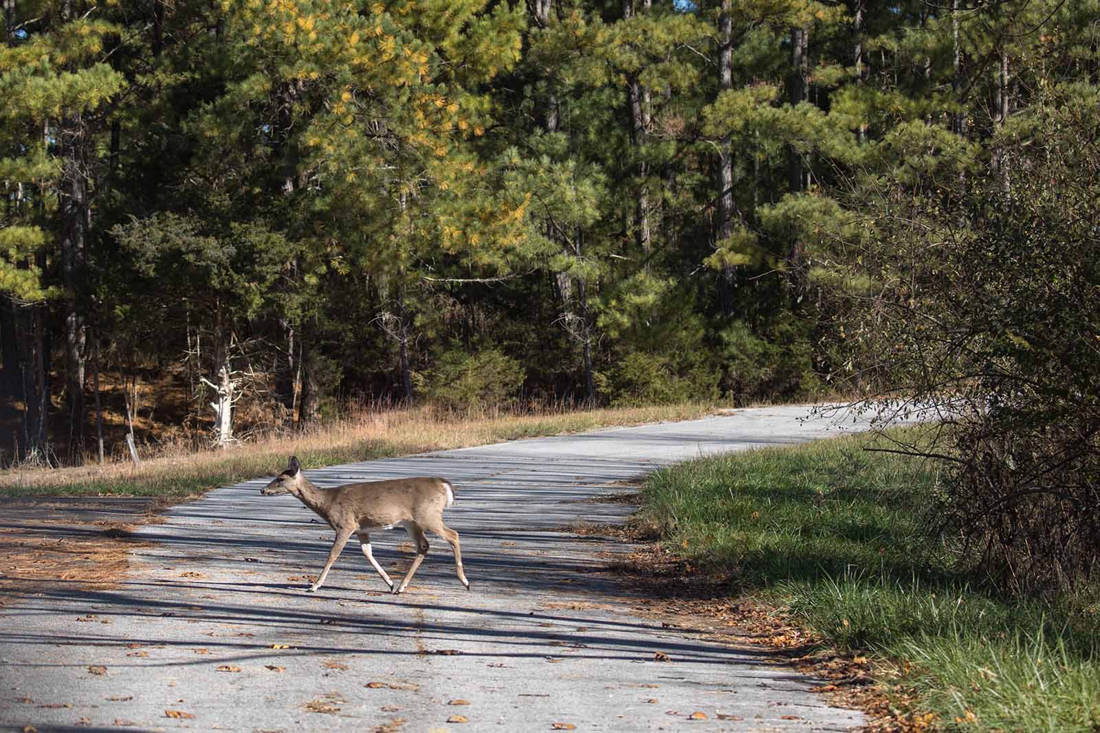 Le plan d'action pour le corridor de vie sauvage progresse