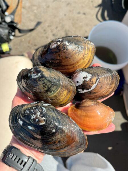 Une image de Tidewater Mucket