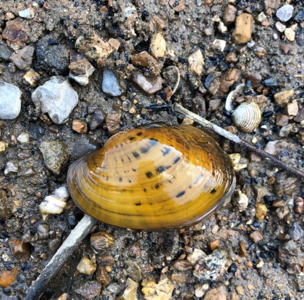 Une image de Pheasantshell