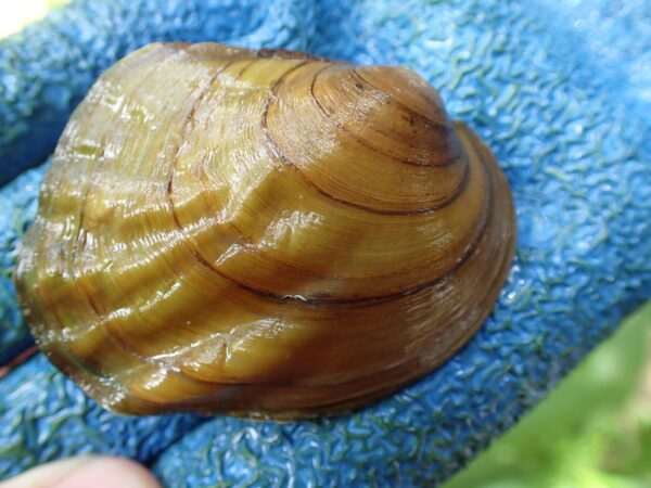 Une image de Threeridge