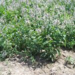 Fleurs violettes dans un paysage