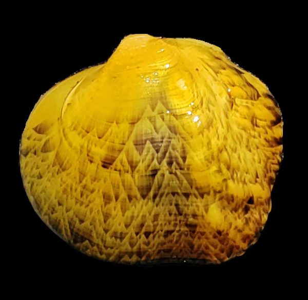 Une image de l'Appalachian Rockshell