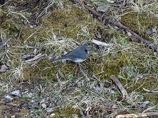 Le bruant Junco est un spectacle courant dans le parc national des Grayson Highlands.