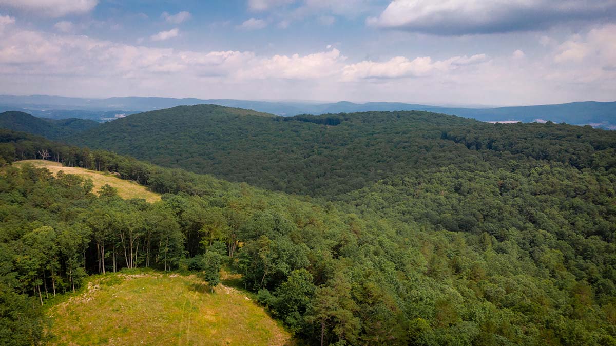 L'aire de gestion des forêts de Big Survey possède de nombreuses forêts pour la chasse.