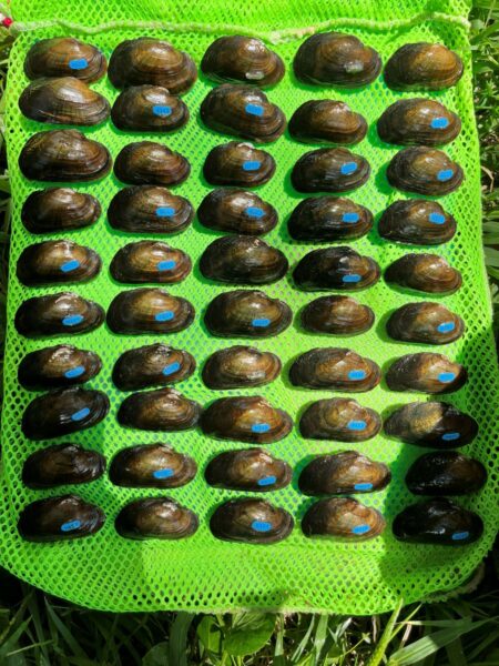 Flotteur de ruisseau relâché sur 2024 et recapturé sur 2025. Photo par ©Kayla Howard - DWR