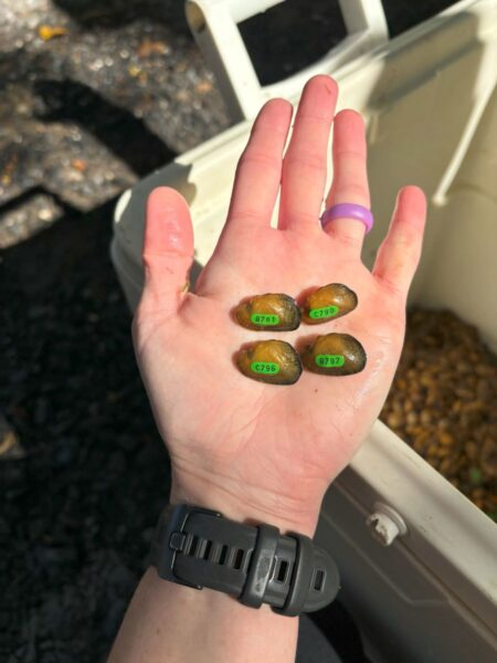 Une image du flotteur de ruisseau